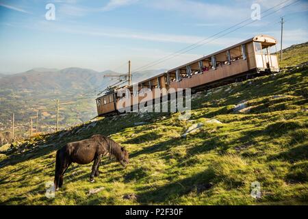 Frankreich, Pyrenees Atlantiques, Baskenland, Biarritz, Pottocks, Pony Rasse, an den Hängen des Rhune (905 m) vor der kleine Zug Stockfoto