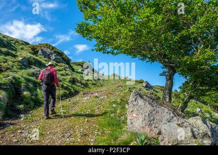 Frankreich, Puy de Dome, Wanderer im Tal von Fontaine Salee, Chastreix Sancy finden, Parc Naturel Regional des Volcans d'Auvergne (Vulkane der Auvergne Natural Regional Park) Stockfoto