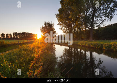 Pappeln an den Ufern der Niers Bach, in der Nähe von Goch, Niederrhein, Nordrhein-Westfalen, Deutschland Stockfoto