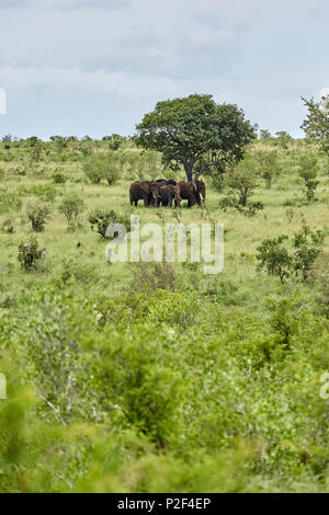Elefanten unter Bäumen im Krüger Nationalpark, Südafrika Stockfoto
