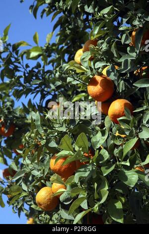 Spanien - La Huerta de Murcia (Kreis) - MURCIA. Von Murcia; naranjales/Huerta. Stockfoto