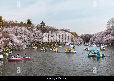 Boote und Kirschbäume blühen im Inokashira Park, Kichijoji, Musashino, Präfektur Tokio, Japan Stockfoto