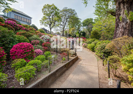 Azalee Garten an Nezu-Shrine, Yanaka, Taito-ku, Tokyo, Japan Stockfoto