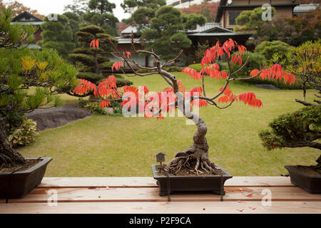 Bonsai im Herbst mit roten Blätter in Happo-en, Shirokanedai, Minato-ku, Tokio, Japan Stockfoto