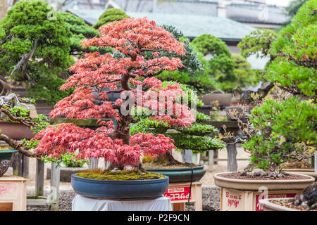 Bonsai im Herbst Shunkaen Bonsai Museum, Edogawa-ku, Tokio, Japan Stockfoto