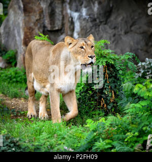 Löwin (Panthera leo) im grünen Gras, blickt nach Beute Stockfoto