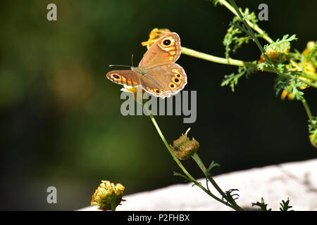 Einen gesprenkelten Holz Schmetterling auf einer Blume. Stockfoto