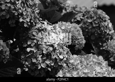 Hortensienblüten in Schwarzweiß. Stockfoto