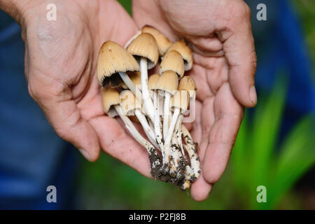 Coprinus micaceus Pilz (Coprinus atramentarius) in männlichen Händen, in der Nähe Stockfoto