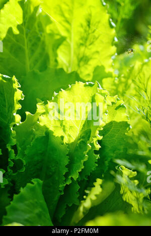 Frischer Salat Salat im Sonnenlicht, Blätter Hintergrund Stockfoto