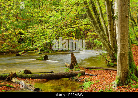 Strom fließt durch die Buche im Herbst Farben, Wuerm Valley, Oberbayern, Bayern, Deutschland Stockfoto