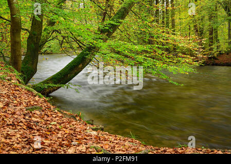 Strom fließt durch die Buche im Herbst Farben, Wuerm Valley, Oberbayern, Bayern, Deutschland Stockfoto