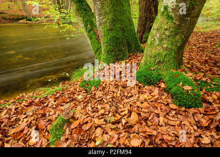 Strom fließt durch die Buche im Herbst Farben, Wuerm Valley, Oberbayern, Bayern, Deutschland Stockfoto