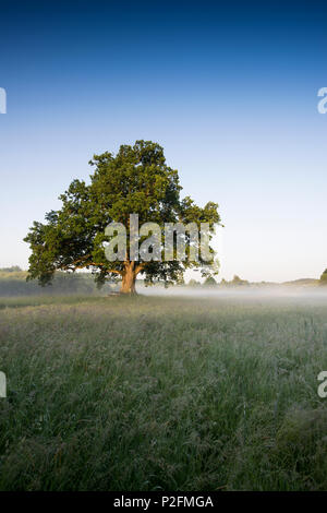 Eiche bei Sonnenaufgang, Seeon-Seebruck, Chiemgau, Oberbayern, Bayern, Deutschland Stockfoto