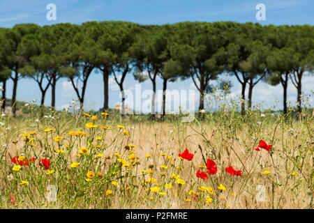 Feld mit wild wachsenden Blumen vor einer Kiefer Alley, Parco Naturale della Maremma, Toskana, Italien Stockfoto