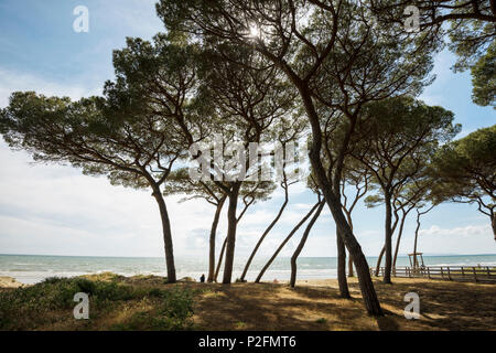 Pinien und Strand, Follonica, Provinz Grosseto, Toskana, Italien Stockfoto