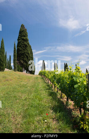 Argiano Weingut, in der Nähe von Montalcino in der Provinz Siena, Toskana, Italien Stockfoto