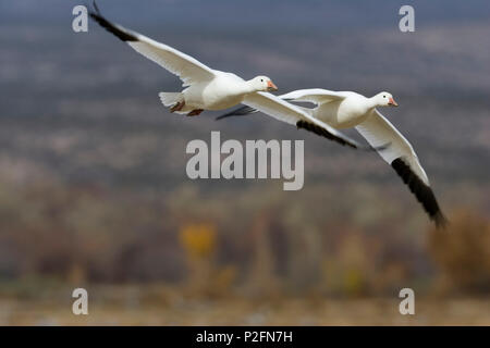 Schnee Gänse, Anser caerulescens Atlanticus, Chen caerulescens, Bosque Del Apache Wildlife Refuge, New Mexico, USA Stockfoto