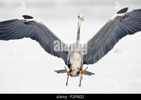 Graureiher Landung, Ardea cinerea, Usedom, Deutschland Stockfoto