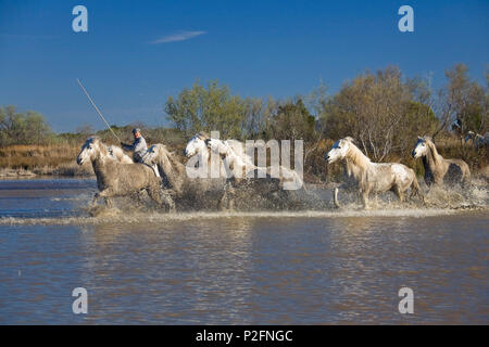 Camargue Pferde und Wächter, Camargue, Frankreich Stockfoto