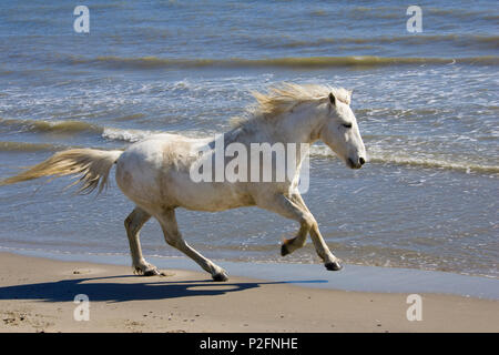 Camargue Pferd Laufen am Strand, Camargue, Frankreich Stockfoto