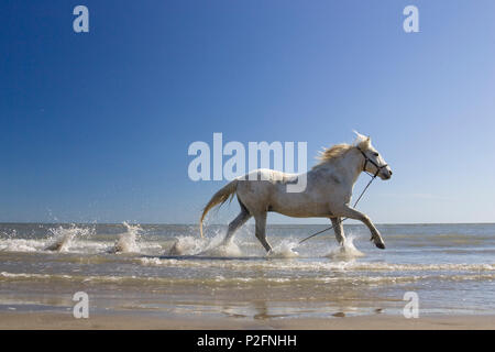 Camargue-Pferd laufen im Wasser am Strand, Camargue, Frankreich Stockfoto