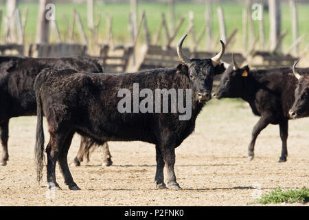 Stiere der Camargue, Bos primigenius Taurus, Camargue, Frankreich Stockfoto