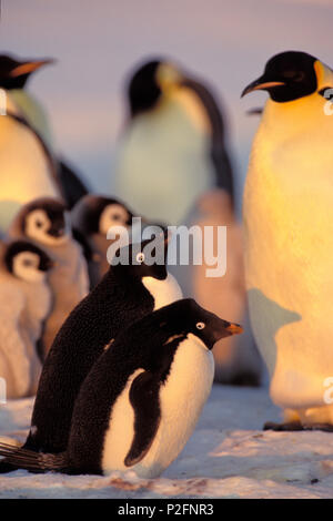 Adelie Pinguine, Pygoscelis adeliae, Kaiserpinguine mit Küken, Aptenodytes forsteri, Weddellmeer, Antarktis Stockfoto