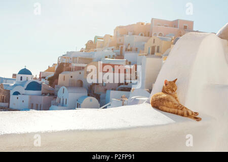 Santorini Stray Ginger Cat Stockfoto