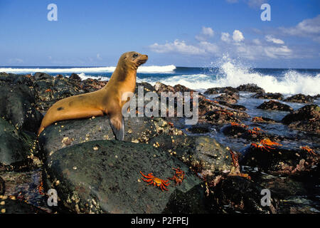 Galapagos Seelöwe, zalophus californianus, und Sally Lightfoot Krabben, Grapsus grapsus, auf felsigen Küste, Galapagos Inseln, Ecuad Stockfoto