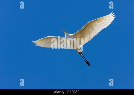 Silberreiher im Flug, Egretta alba, Oberbayern, Deutschland Stockfoto