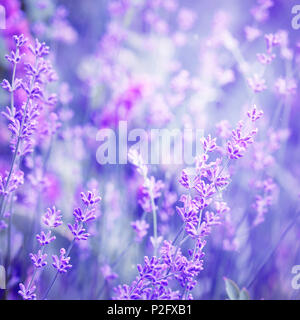 Lavendel Blume Feld, Bild für natürliche Hintergrund, selektive konzentrieren. Kunst Foto in lila Ton. Stockfoto