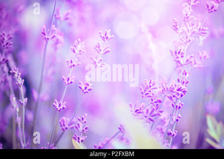 Lavendel Blume Feld, Bild für natürliche Hintergrund, selektive konzentrieren. Kunst Foto in lila Ton. Stockfoto
