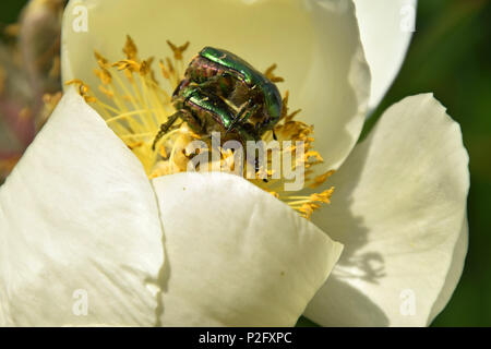 Protaetia Käfer männlichen und weiblichen Offizier auf weiße Pfingstrose, grüne golden schimmernde Käfer in Pfingstrose Blüten Stockfoto
