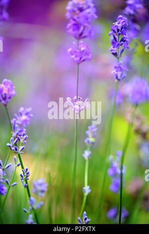 Lavendel Blume Feld, Bild für natürliche Hintergrund, selektiver Fokus Stockfoto