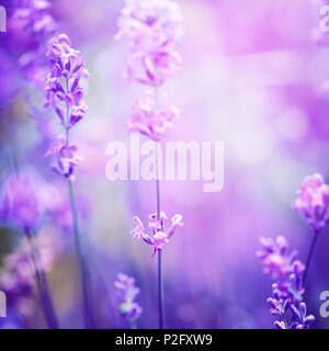 Lavendel Blume Feld, Bild für natürliche Hintergrund, selektive konzentrieren. Kunst Foto in lila Ton. Stockfoto