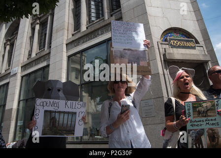 London, Großbritannien. 15 Jun, 2018. Tierschützer protestieren gegen die Zimbabwe Live Baby Elefanten Handel an Zoos die weltweite Nachfrage für ein Ende jetzt am 15. Juni 2018 Bei der Botschaft von Simbabwe, London, UK. Credit: Siehe Li/Alamy leben Nachrichten Stockfoto