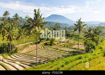 Blick auf Reisterrassen, Gunung Agung im Hintergrund, Sidemen, Bali, Indonesien
