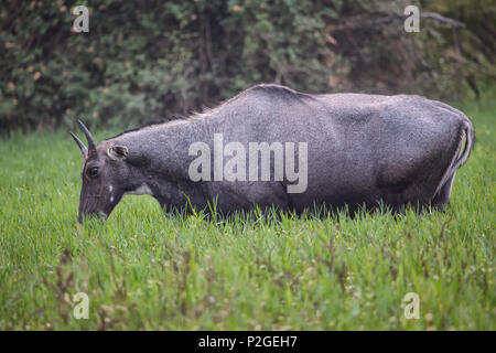 Nilgai (Boselaphus tragocamelus) Ernährung in Keoladeo Ghana National Park, in Bharatpur, Indien. Nilgai ist die größte asiatische Antilopen und ist endemisch auf der Stockfoto