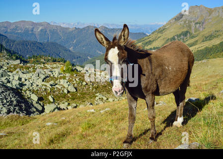 Esel an der Forcella di Valsorda, Trans-Lagorai, Lagorai, Dolomiten, UNESCO Weltnaturerbe Dolomiten, Trentino, Italien Stockfoto