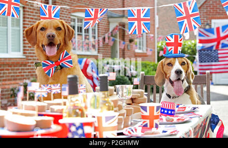 Der weltweit erste doggie Street Party! Da die öffentliche bereitet Straße Parteien in Großbritannien in der Feier der Royal's dieses Wochenende Hochzeit zwischen Prinz Harry und Amerikanische Schauspielerin Meghan Markle, American pet food company Freshpet hat eine Hunde- bash geworfen, und stellen Sie sicher, dass der beste Freund des Menschen nicht auf die königliche Feiern vermissen zu werfen. Mit Look-a-likes der geliebten Meghan Rettungshunde Kerl den Beagle und Bogart, eine ältere Labrador-Shepherd Kreuz, plus ein besonderer Gast Dorgi (a Corgi-Dachshund kreuz Rasse wie von der Königin gehört), Freshpet hielt eine Britisch/amerikanischen Stil street Party in einer residentia Stockfoto