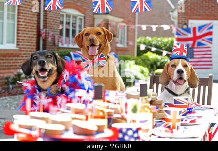 Der weltweit erste doggie Street Party! Da die öffentliche bereitet Straße Parteien in Großbritannien in der Feier der Royal's dieses Wochenende Hochzeit zwischen Prinz Harry und Amerikanische Schauspielerin Meghan Markle, American pet food company Freshpet hat eine Hunde- bash geworfen, und stellen Sie sicher, dass der beste Freund des Menschen nicht auf die königliche Feiern vermissen zu werfen. Mit Look-a-likes der geliebten Meghan Rettungshunde Kerl den Beagle und Bogart, eine ältere Labrador-Shepherd Kreuz, plus ein besonderer Gast Dorgi (a Corgi-Dachshund kreuz Rasse wie von der Königin gehört), Freshpet hielt eine Britisch/amerikanischen Stil street Party in einer residentia Stockfoto