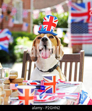 Der weltweit erste doggie Street Party! Da die öffentliche bereitet Straße Parteien in Großbritannien in der Feier der Royal's dieses Wochenende Hochzeit zwischen Prinz Harry und Amerikanische Schauspielerin Meghan Markle, American pet food company Freshpet hat eine Hunde- bash geworfen, und stellen Sie sicher, dass der beste Freund des Menschen nicht auf die königliche Feiern vermissen zu werfen. Mit Look-a-likes der geliebten Meghan Rettungshunde Kerl den Beagle und Bogart, eine ältere Labrador-Shepherd Kreuz, plus ein besonderer Gast Dorgi (a Corgi-Dachshund kreuz Rasse wie von der Königin gehört), Freshpet hielt eine Britisch/amerikanischen Stil street Party in einer residentia Stockfoto