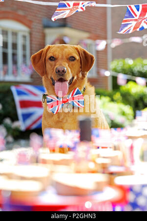 Der weltweit erste doggie Street Party! Da die öffentliche bereitet Straße Parteien in Großbritannien in der Feier der Royal's dieses Wochenende Hochzeit zwischen Prinz Harry und Amerikanische Schauspielerin Meghan Markle, American pet food company Freshpet hat eine Hunde- bash geworfen, und stellen Sie sicher, dass der beste Freund des Menschen nicht auf die königliche Feiern vermissen zu werfen. Mit Look-a-likes der geliebten Meghan Rettungshunde Kerl den Beagle und Bogart, eine ältere Labrador-Shepherd Kreuz, plus ein besonderer Gast Dorgi (a Corgi-Dachshund kreuz Rasse wie von der Königin gehört), Freshpet hielt eine Britisch/amerikanischen Stil street Party in einer residentia Stockfoto