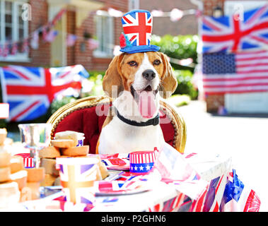 Der weltweit erste doggie Street Party! Da die öffentliche bereitet Straße Parteien in Großbritannien in der Feier der Royal's dieses Wochenende Hochzeit zwischen Prinz Harry und Amerikanische Schauspielerin Meghan Markle, American pet food company Freshpet hat eine Hunde- bash geworfen, und stellen Sie sicher, dass der beste Freund des Menschen nicht auf die königliche Feiern vermissen zu werfen. Mit Look-a-likes der geliebten Meghan Rettungshunde Kerl den Beagle und Bogart, eine ältere Labrador-Shepherd Kreuz, plus ein besonderer Gast Dorgi (a Corgi-Dachshund kreuz Rasse wie von der Königin gehört), Freshpet hielt eine Britisch/amerikanischen Stil street Party in einer residentia Stockfoto