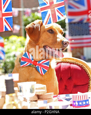 Der weltweit erste doggie Street Party! Da die öffentliche bereitet Straße Parteien in Großbritannien in der Feier der Royal's dieses Wochenende Hochzeit zwischen Prinz Harry und Amerikanische Schauspielerin Meghan Markle, American pet food company Freshpet hat eine Hunde- bash geworfen, und stellen Sie sicher, dass der beste Freund des Menschen nicht auf die königliche Feiern vermissen zu werfen. Mit Look-a-likes der geliebten Meghan Rettungshunde Kerl den Beagle und Bogart, eine ältere Labrador-Shepherd Kreuz, plus ein besonderer Gast Dorgi (a Corgi-Dachshund kreuz Rasse wie von der Königin gehört), Freshpet hielt eine Britisch/amerikanischen Stil street Party in einer residentia Stockfoto