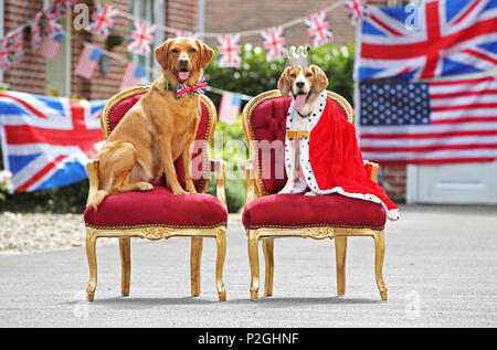 Der weltweit erste doggie Street Party! Da die öffentliche bereitet Straße Parteien in Großbritannien in der Feier der Royal's dieses Wochenende Hochzeit zwischen Prinz Harry und Amerikanische Schauspielerin Meghan Markle, American pet food company Freshpet hat eine Hunde- bash geworfen, und stellen Sie sicher, dass der beste Freund des Menschen nicht auf die königliche Feiern vermissen zu werfen. Mit Look-a-likes der geliebten Meghan Rettungshunde Kerl den Beagle und Bogart, eine ältere Labrador-Shepherd Kreuz, plus ein besonderer Gast Dorgi (a Corgi-Dachshund kreuz Rasse wie von der Königin gehört), Freshpet hielt eine Britisch/amerikanischen Stil street Party in einer residentia Stockfoto