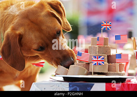 Der weltweit erste doggie Street Party! Da die öffentliche bereitet Straße Parteien in Großbritannien in der Feier der Royal's dieses Wochenende Hochzeit zwischen Prinz Harry und Amerikanische Schauspielerin Meghan Markle, American pet food company Freshpet hat eine Hunde- bash geworfen, und stellen Sie sicher, dass der beste Freund des Menschen nicht auf die königliche Feiern vermissen zu werfen. Mit Look-a-likes der geliebten Meghan Rettungshunde Kerl den Beagle und Bogart, eine ältere Labrador-Shepherd Kreuz, plus ein besonderer Gast Dorgi (a Corgi-Dachshund kreuz Rasse wie von der Königin gehört), Freshpet hielt eine Britisch/amerikanischen Stil street Party in einer residentia Stockfoto