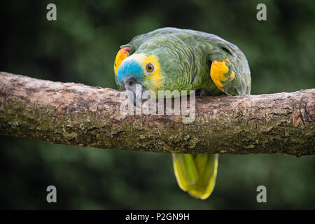 Eine Nahaufnahme von einem Blue-fronted Amazon Parrot auf einen Ast freuen und hocken unten mit neugierigen Blicken Stockfoto