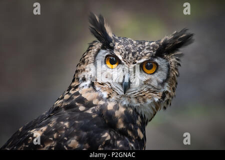 Eine sehr enge, Portrait der Kopf einer mackinder Uhu intensiv nach vorn in Richtung auf die Kamera starrte mit großen orangefarbenen Augen Stockfoto